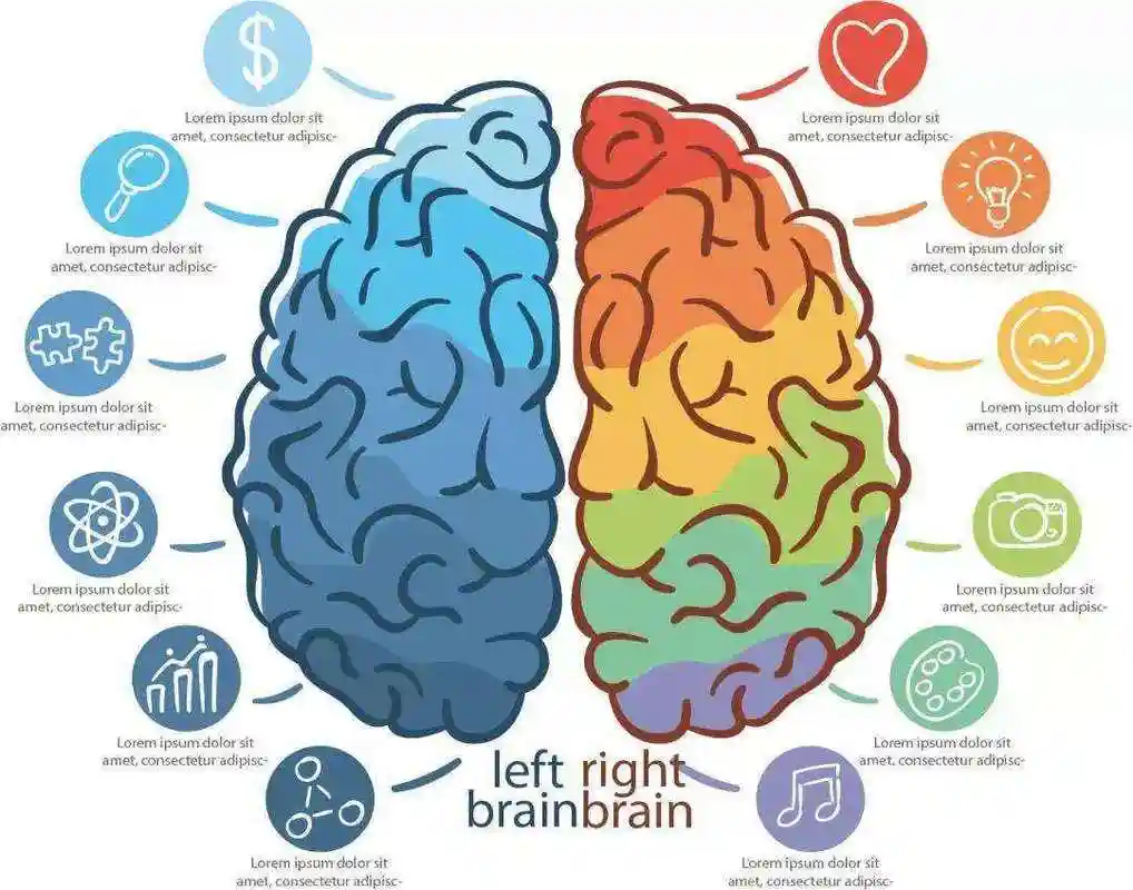 巨龙科普我们的大脑是如何记忆的呢