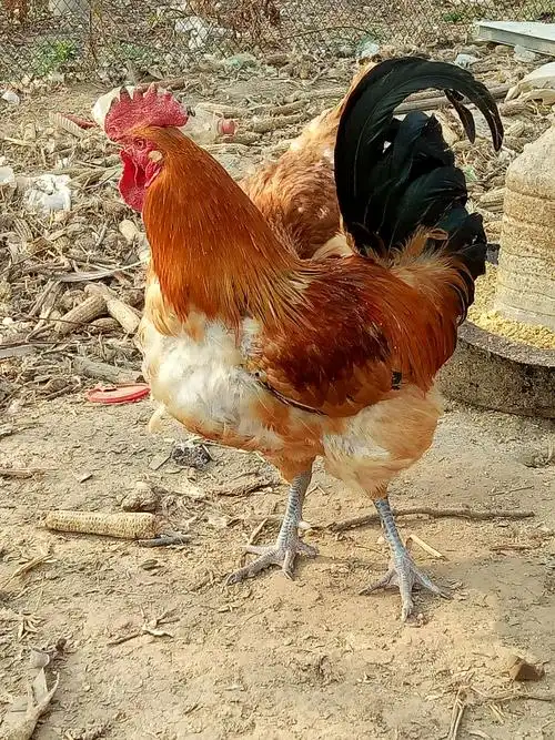 我拍的大公鸡