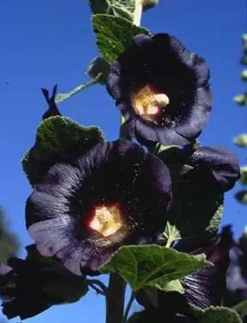 稀有黑色花大全