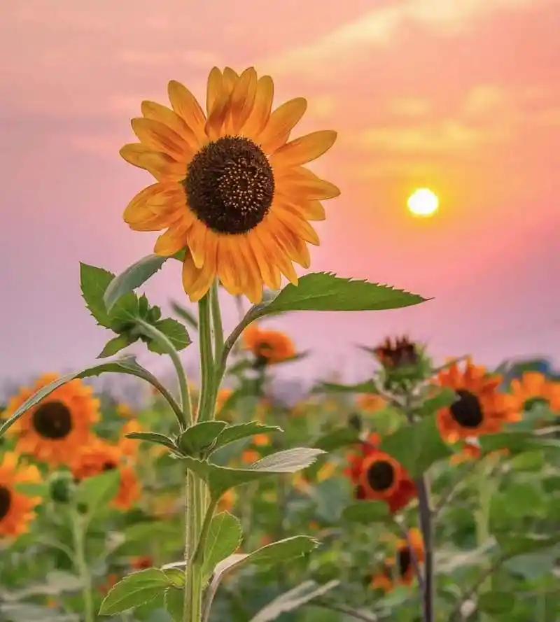 给自己一个好心情图片