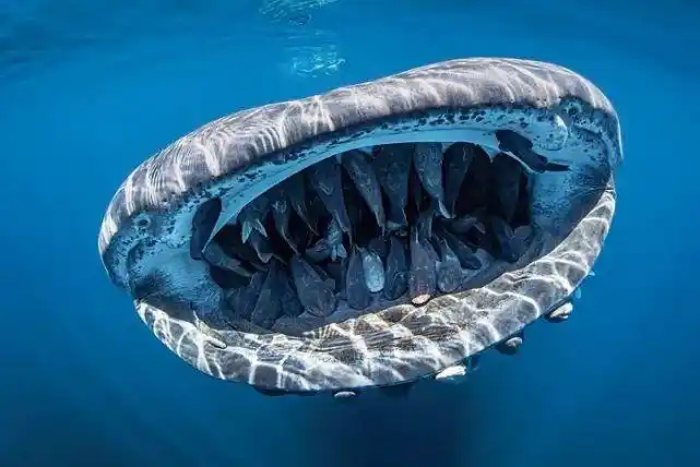 最最最最大的鲨鱼,却比老奶奶还温柔