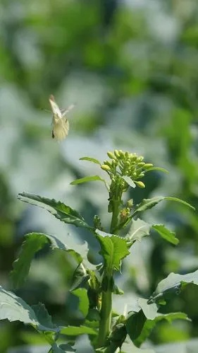 美在春天_花与叶的情结