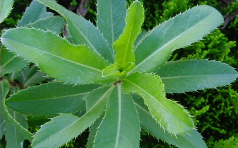 童年掠影:曲曲菜