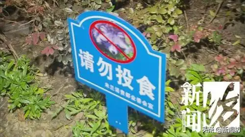 为了限制貉的数量,   小区马上竖起了   禁止投喂的牌子,设置了