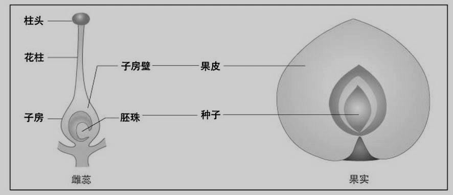 如向日葵花盘边缘的舌形花 17,传粉:花药里散出的花粉以一定方式传送