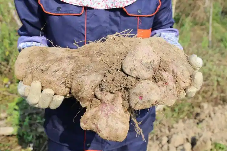 【15元/5斤】粉糯绵甜 营养丰富 白沙元门乡向民新村大薯已开团 内附