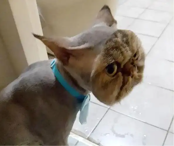 "天这么热,给猫剃个毛吧!"_猫咪