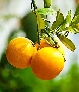 橘子,枝头,三个,悬挂,枝条,树