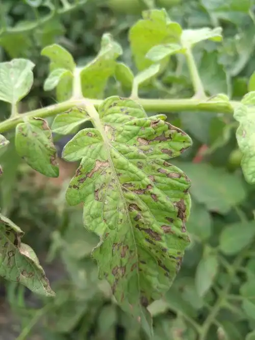 西红柿叶部叶霉病灰叶斑病和早疫病3大病害有妙方