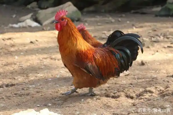 土鸡不土?原因是没有记住它们的名字.探寻本土名鸡之贵州特辑