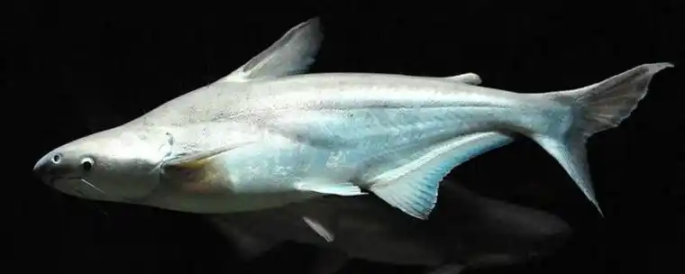 虎头鲨的养殖条件附疾病预防和治疗