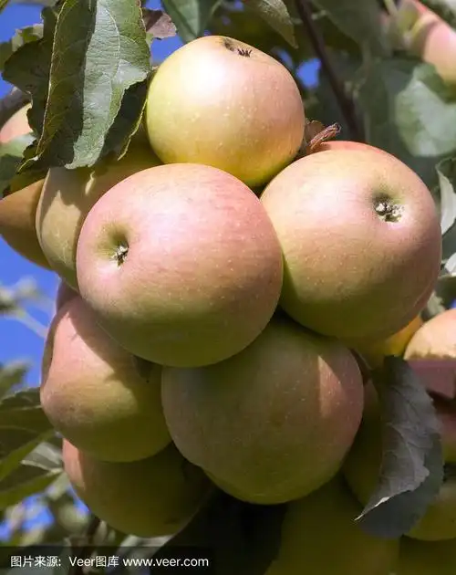 elstar;苹果;苹果属;龄