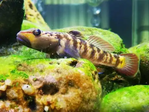 褐吻虾虎4个月的变化