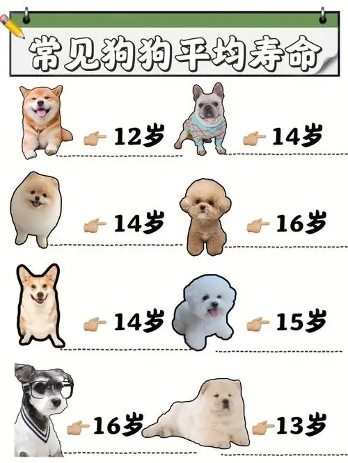 常见狗狗平均寿命内含超有用长寿秘诀92