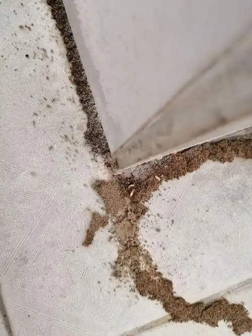 家里有白蚁怎么办白蚁怎么来的