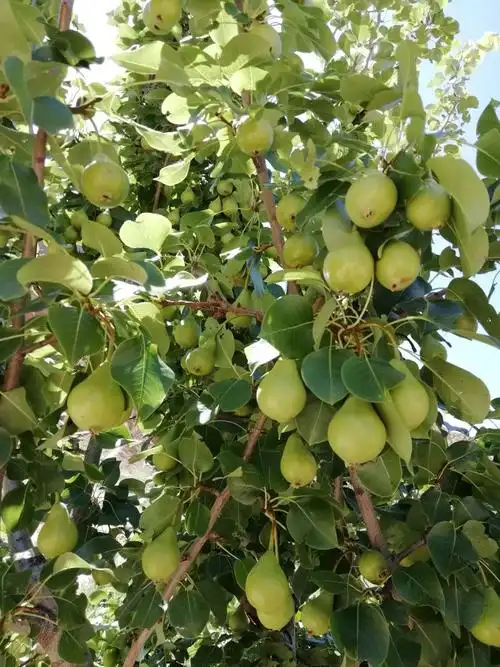 美丽的青海湖,美丽的格桑花.