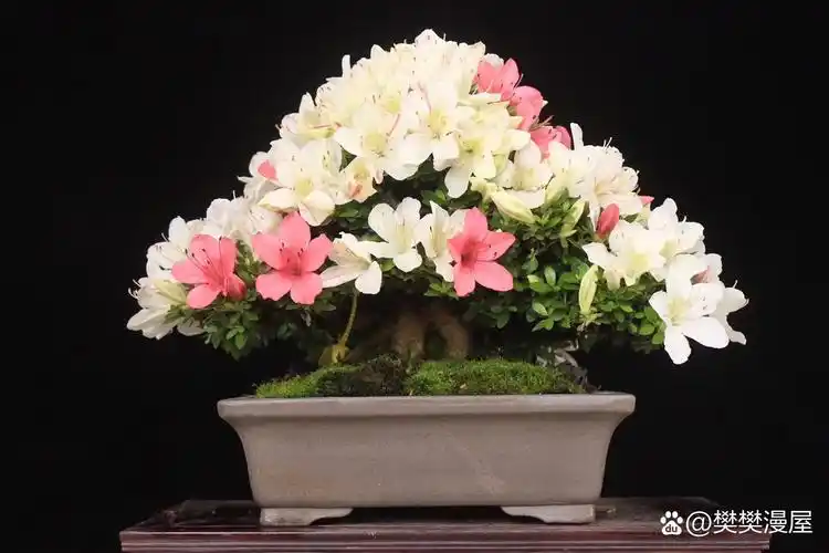 日本皋月杜鹃明美之月 超级矮霸.