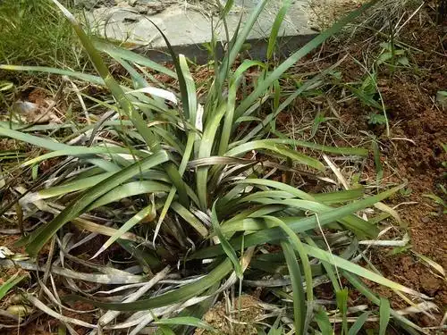 娱乐休闲 花鸟鱼虫推荐答案 38 分钟前 马莲.