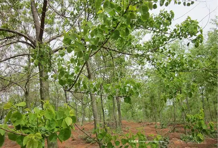 「乌桕树」最新乌桕树_价格_产地报价表_图片-湖南长沙大美园林苗木
