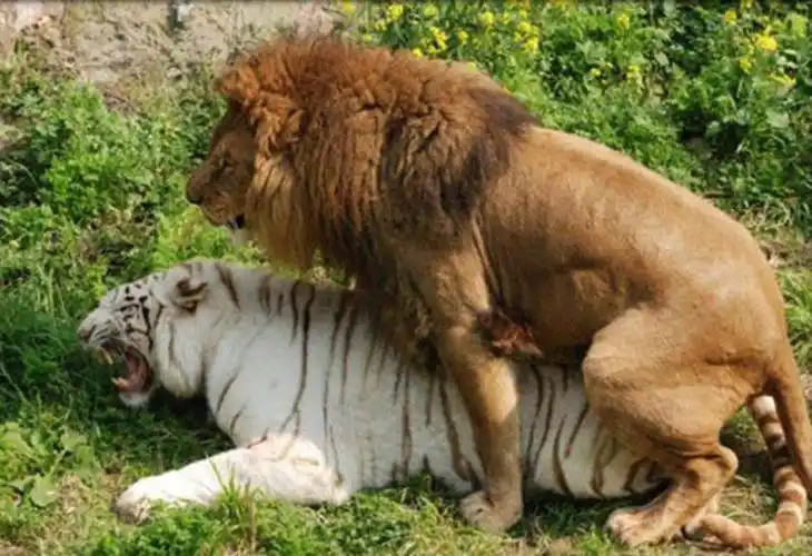 动物杂交的后代有多痛苦?还出现过挑战人伦道德的人猿杂交实验?