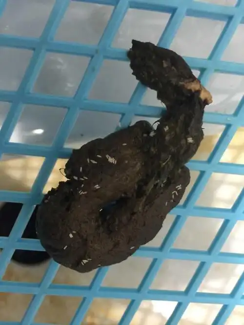 泰迪便便拉出来的 是不是绦虫啊 怎么办啊 紧急求助