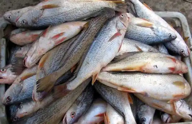 食用海鱼种类图片大全2