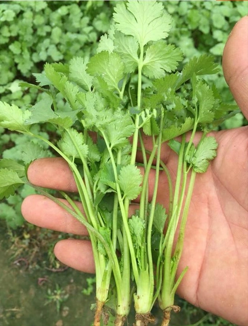 买香菜时要分清大叶和小叶区别挺大买错味淡还难吃