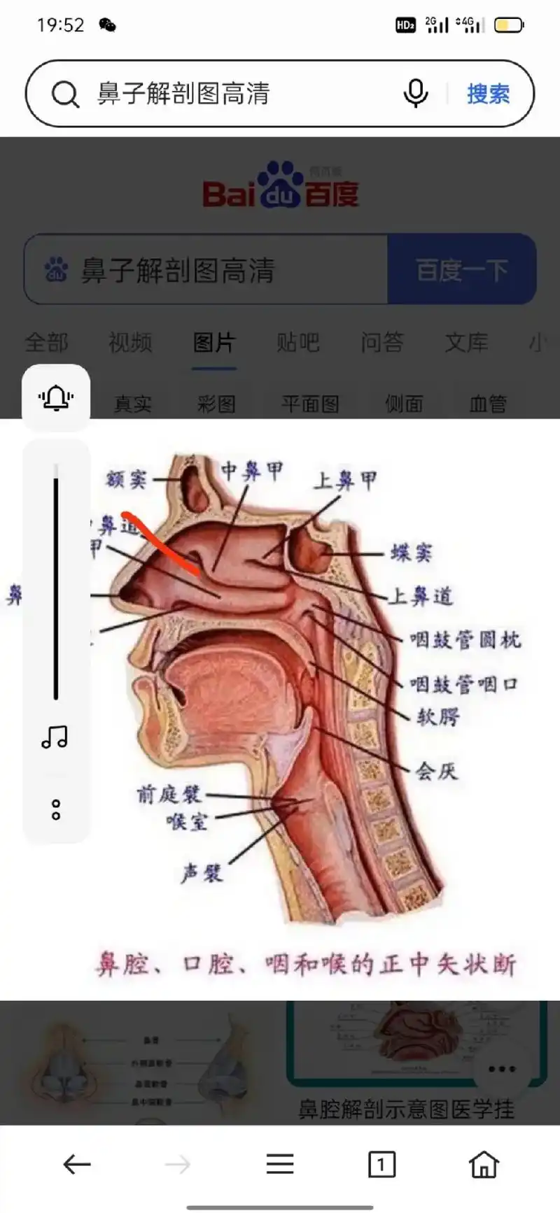 鼻腔解剖示意图医学挂鼻子解剖图高清搜索baidu百度鼻子解剖 - 抖音