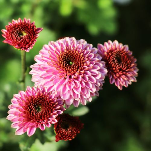 东篱园艺粉色多利利亚进口菊花花苗室内外阳台花卉