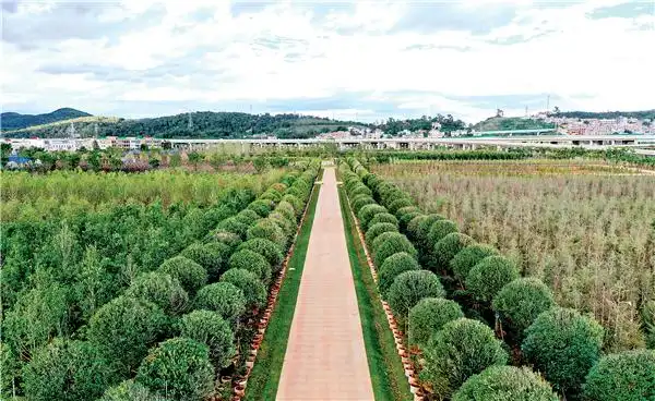 云南千亩立交区变身美丽公路苗圃基地