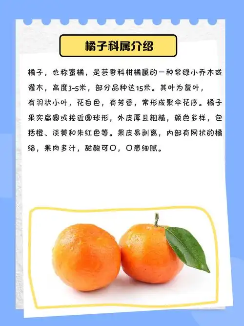 橘子属于芸香科