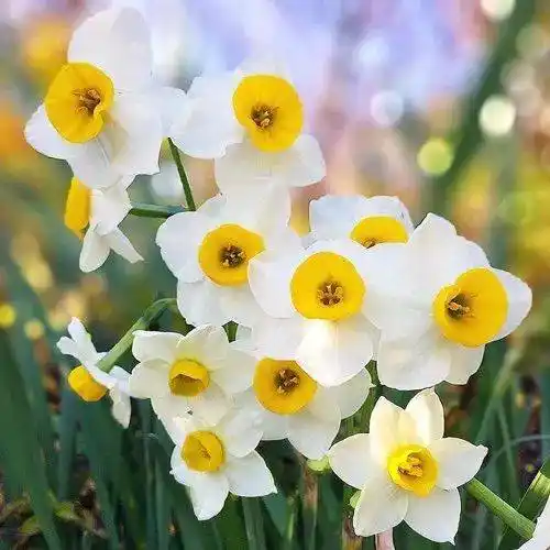 2018最美风景微信头像真实花草_唯美有寓意微信花草头像