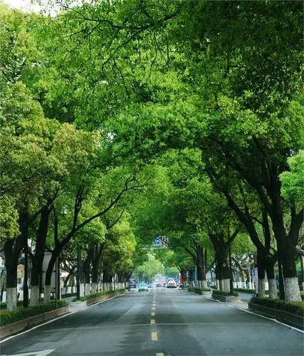 【编辑图片】醉人的林荫道 - 南山客 - 南山客 博客