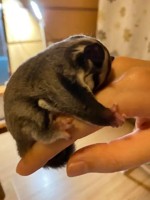 李庆国:抱指蜜袋鼯