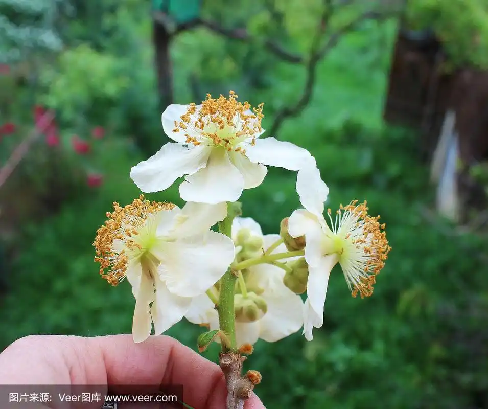 猕猴桃雄花,猕猴桃植物,藤蔓,白色美丽的花,微距摄影