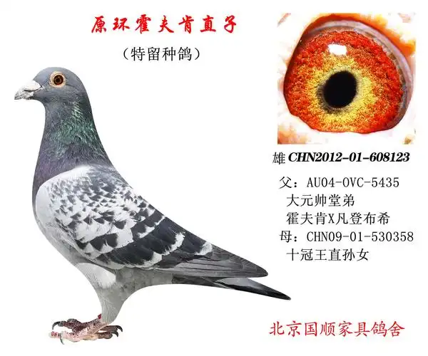 信鸽拍卖首页 拍卖专题 >> 查看拍卖商品   原环霍夫肯直子