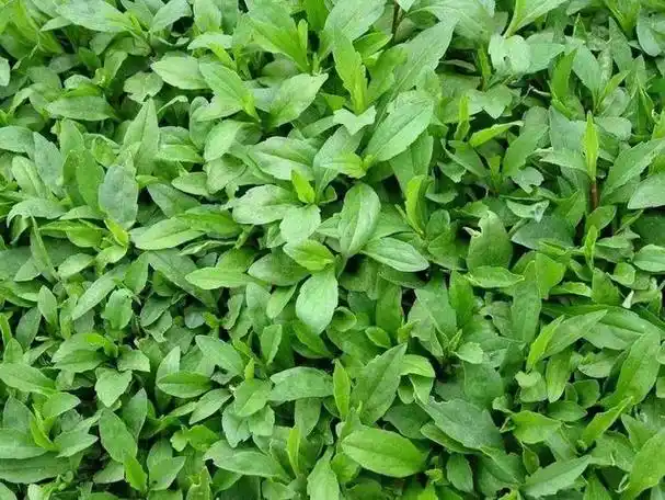 马兰头又名马兰,红梗菜,鸡儿肠,田边菊,紫菊,螃蜞头草等,属菊科马兰