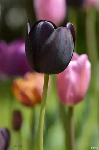 黑郁金香(1/3)