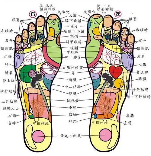 人体全息穴区分布大全