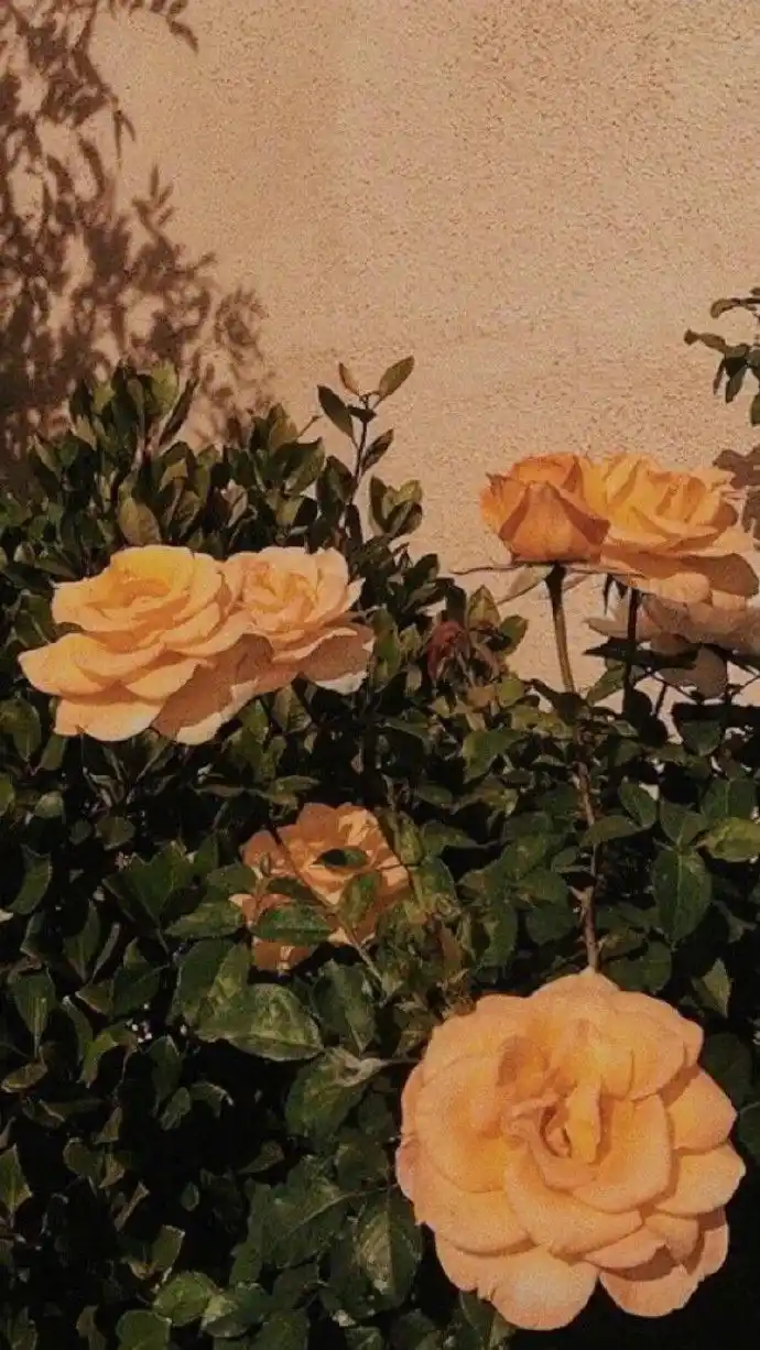 文艺治愈风格朋友圈背景图,空间说说配图太可啦