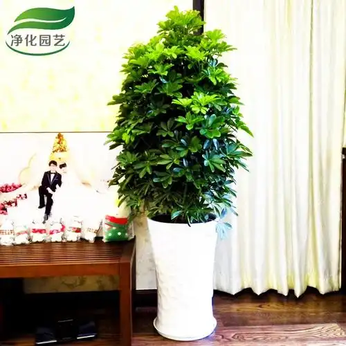 深圳鸭掌木七叶莲鹅掌木吸甲醛尼古丁办公室花卉绿植物盆栽促销