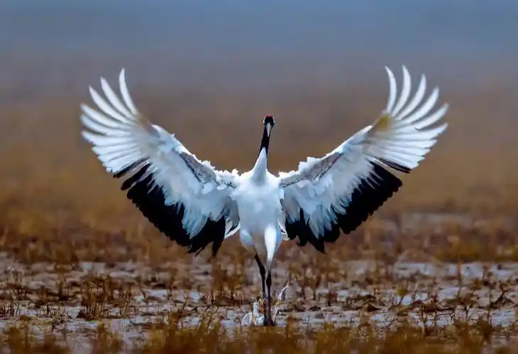 丹顶鹤专一是我的标签