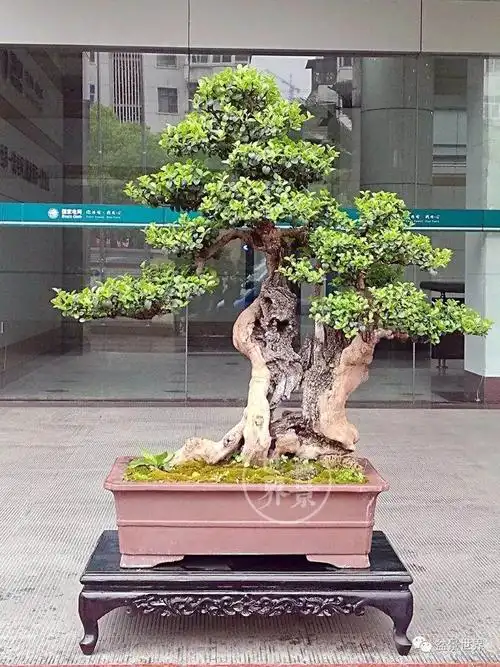 豆瓣黄杨盆景管的护秘笈