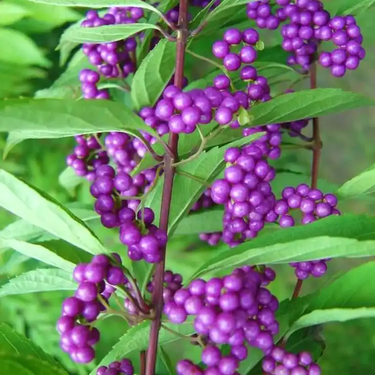 这盆小叶紫珠真的太可爱啦!每天看到它,心情都会变好.养了一段 - 抖音