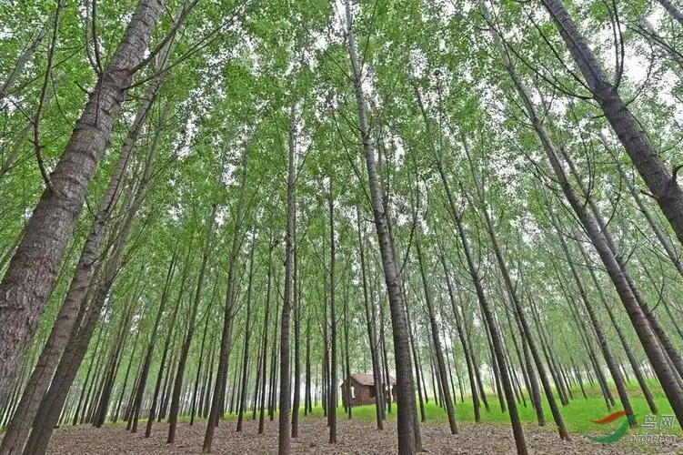 参天挺拔白杨树