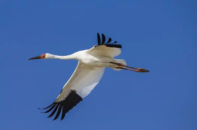 白鹤,国家一级保护动物