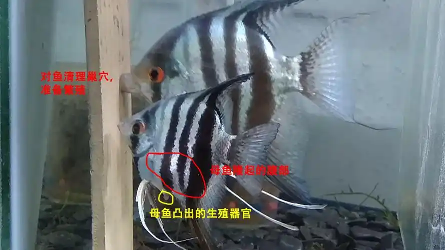 小知识燕鱼怎么分公母图片图解告诉你通过3种方法进行区分