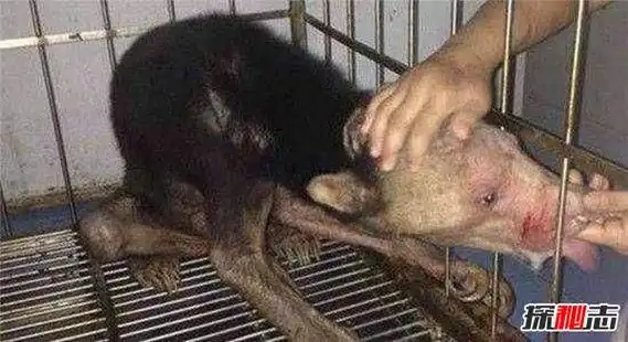 水猴子为什么要拉人下水水鬼吃人图片曝光科学揭秘