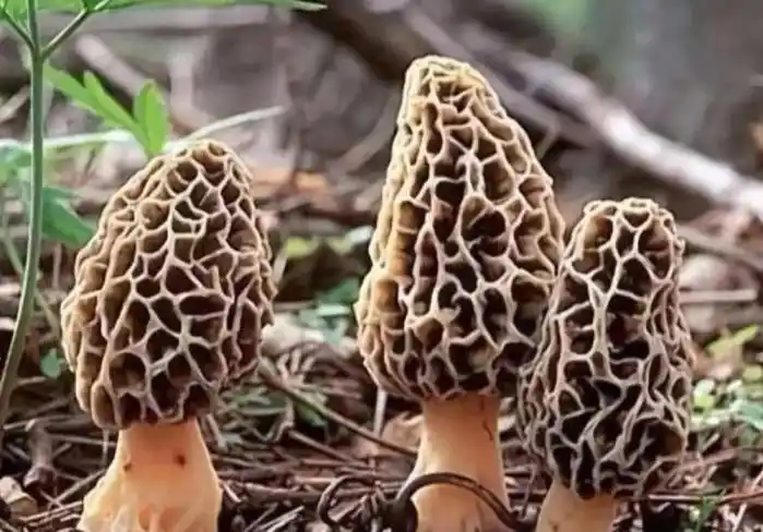 蘑菇有哪些(54种食用蘑菇的种类图片)_金纳莱网