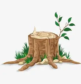 年轮 树木 木头 切割